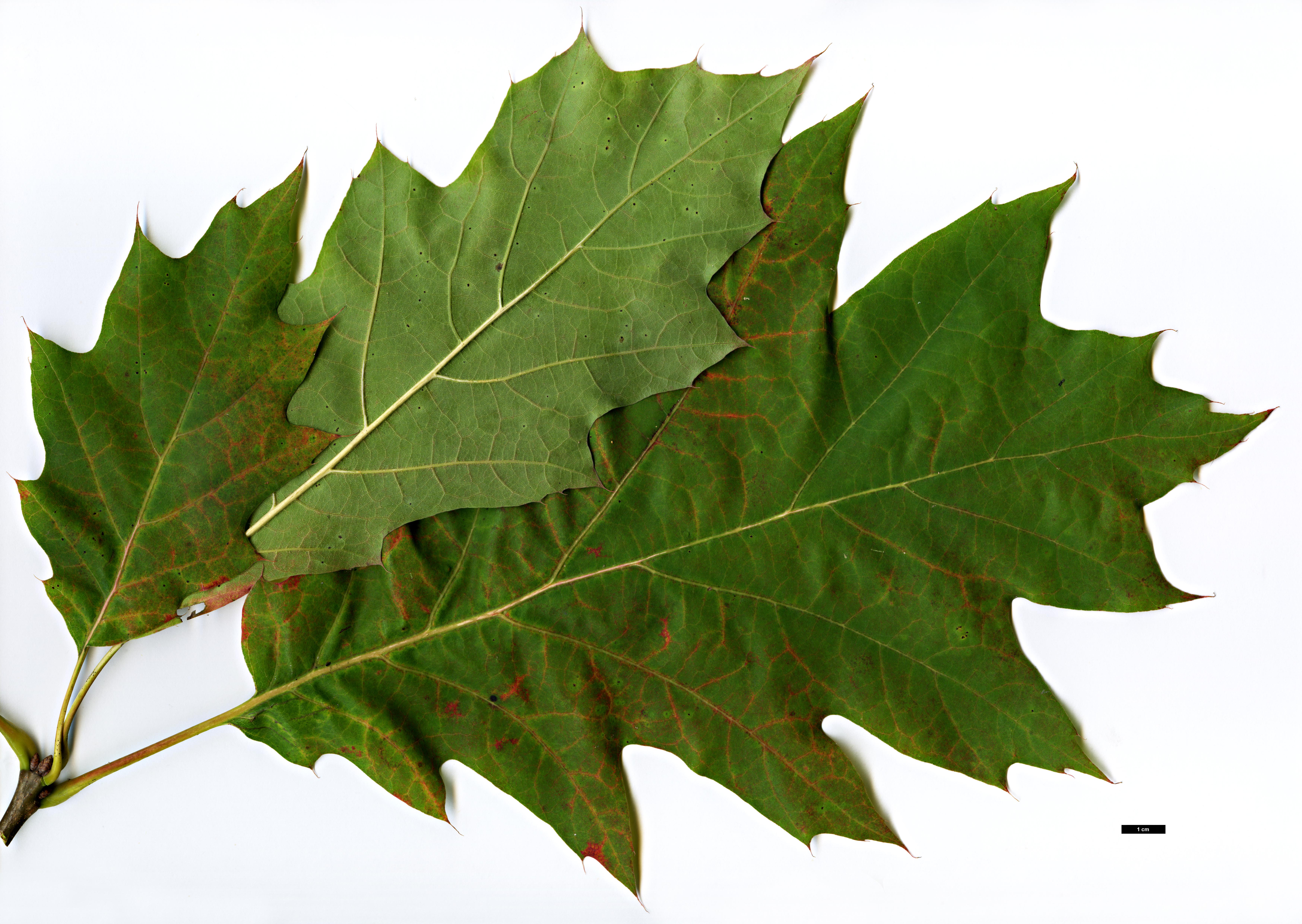 High resolution image: Family: Fagaceae - Genus: Quercus - Taxon: ×hawkinsiae (Q.rubra × Q.velutina)